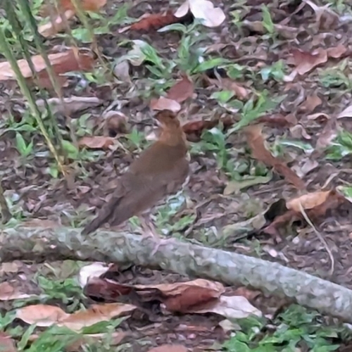 Wood Thrush