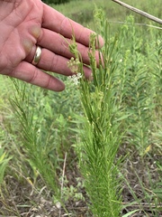 Asclepias verticillata