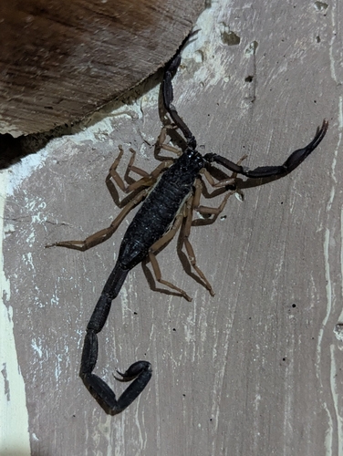 Slender Brown Scorpion