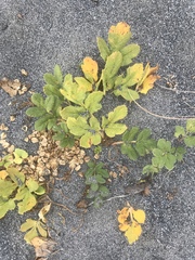 Glehnia littoralis leiocarpa