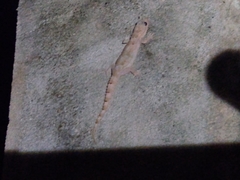 Hemidactylus mercatorius