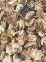 Glehnia littoralis leiocarpa