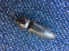 Selatosomus edwardsi