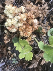 Glehnia littoralis leiocarpa