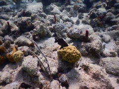 Hypoplectrus nigricans