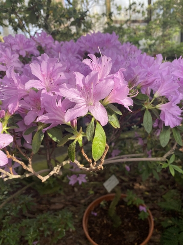 Rhododendron ripense iNat (1)