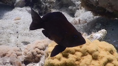 Hypoplectrus nigricans