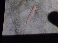 Hemidactylus mercatorius