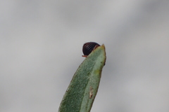 Scymnini