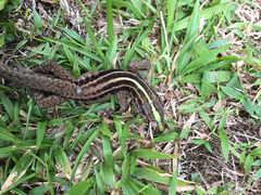 Kentropyx altamazonica