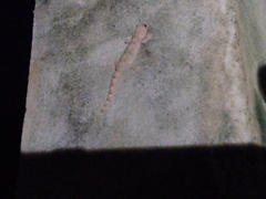 Hemidactylus mercatorius