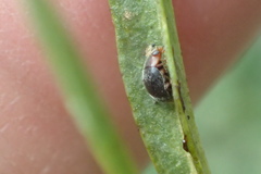 Scymnini