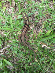 Kentropyx altamazonica