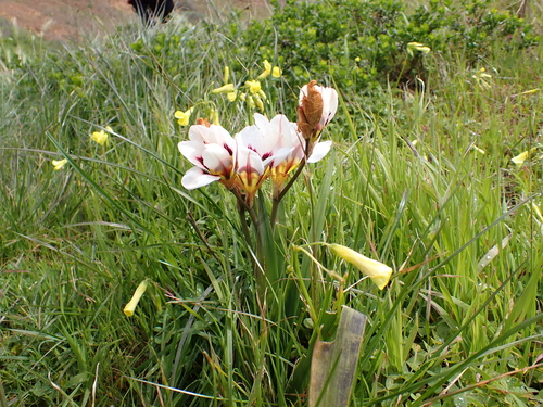 Sparaxis tricolor