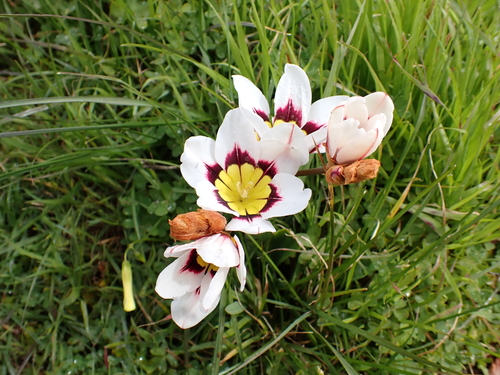 Sparaxis tricolor