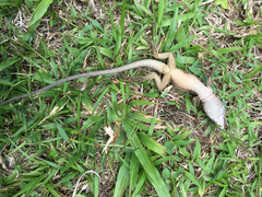 Kentropyx altamazonica