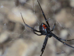 Latrodectus mactans