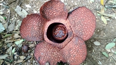 Rafflesia arnoldii