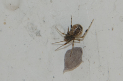 Parasteatoda lunata