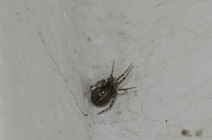 Steatoda castanea