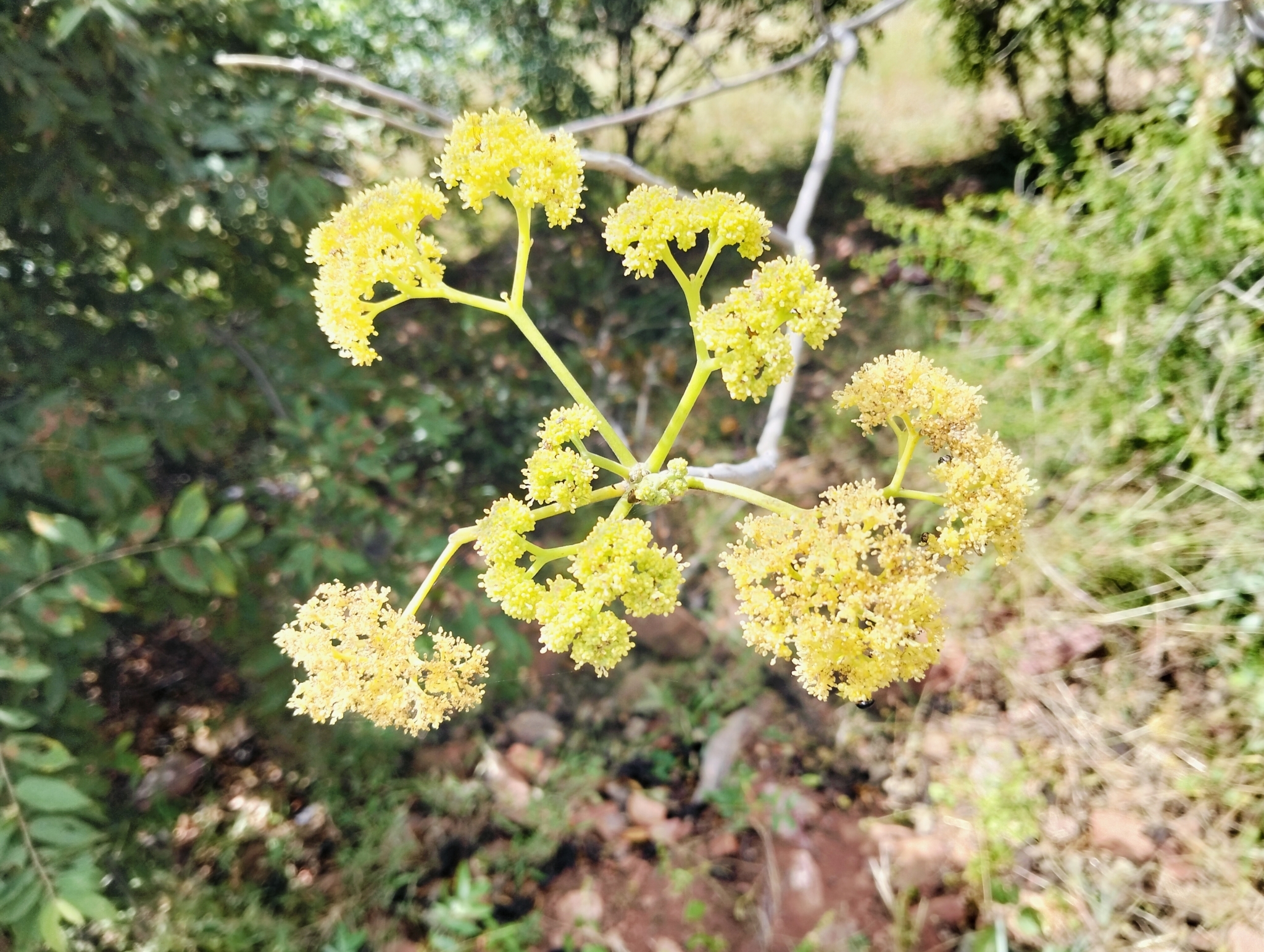 Imagem de Paineira-branca