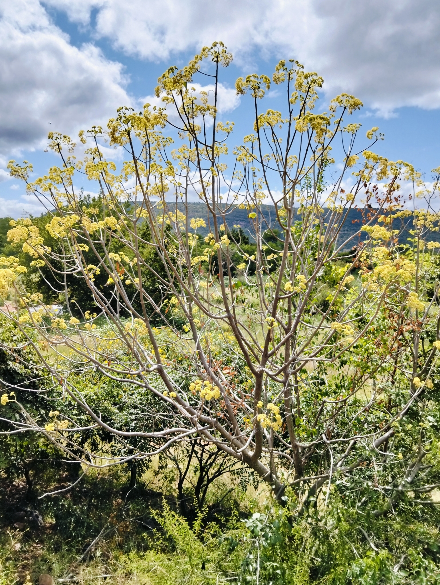 Imagem de Paineira-branca