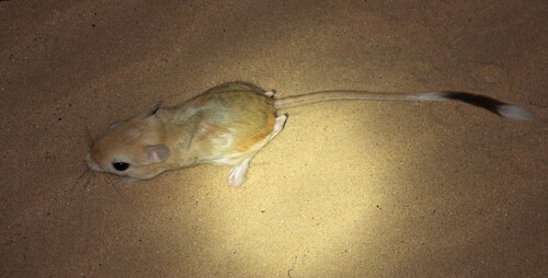 Lesser Egyptian Jerboa