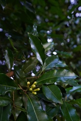 Syzygium aromaticum