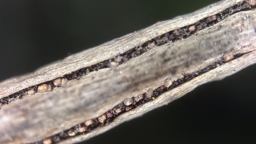 Image of Haplopteris ensiformis by (c) scallions, some rights reserved (CC BY)