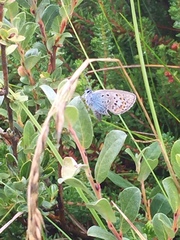 Plebejus argus