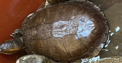 Jicotea occidental (Trachemys ornata)