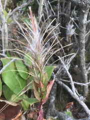 Epilobium ciliatum watsonii