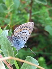 Plebejus argus