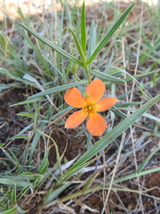 Talinum aurantiacum