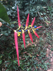Heliconiaceae