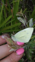 Pieris rapae
