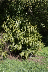 Melicytus lanceolatus