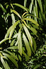 Melicytus lanceolatus