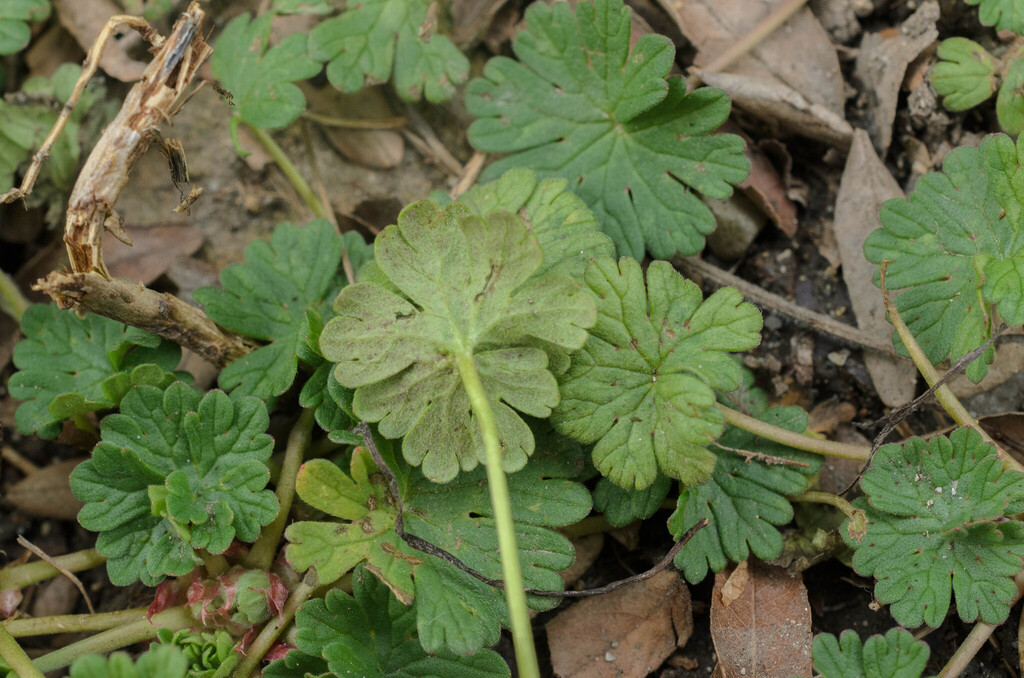 Peronospora conglomerata