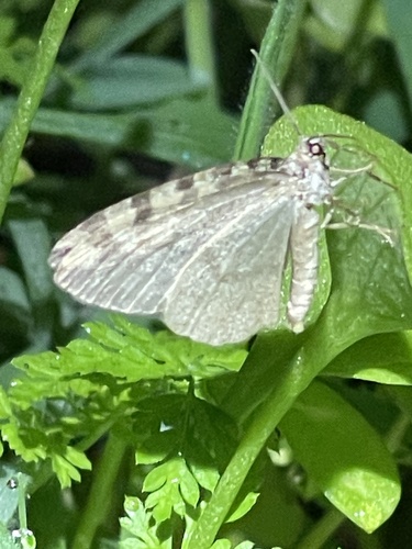 iNaturalist observation photo of Oak Winter Highflier