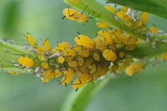 Aphis nerii
