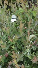 Pieris rapae