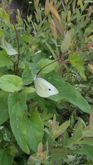 Pieris rapae