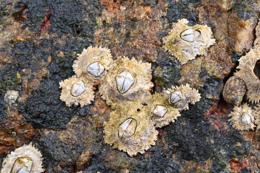 Chthamalus malayensis
