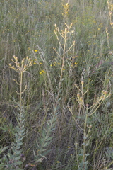 Hieracium robustum