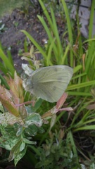 Pieris rapae