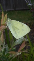 Pieris rapae
