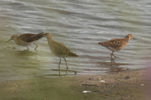 Combatiente (Calidris pugnax)