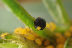 Scymnini