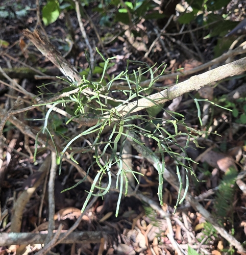 Korthalsella platycaula observed 2025-03-16